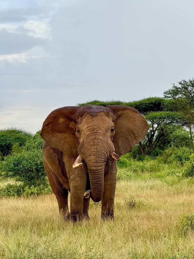 Close-up of an elephant in the bush near Victoria Falls