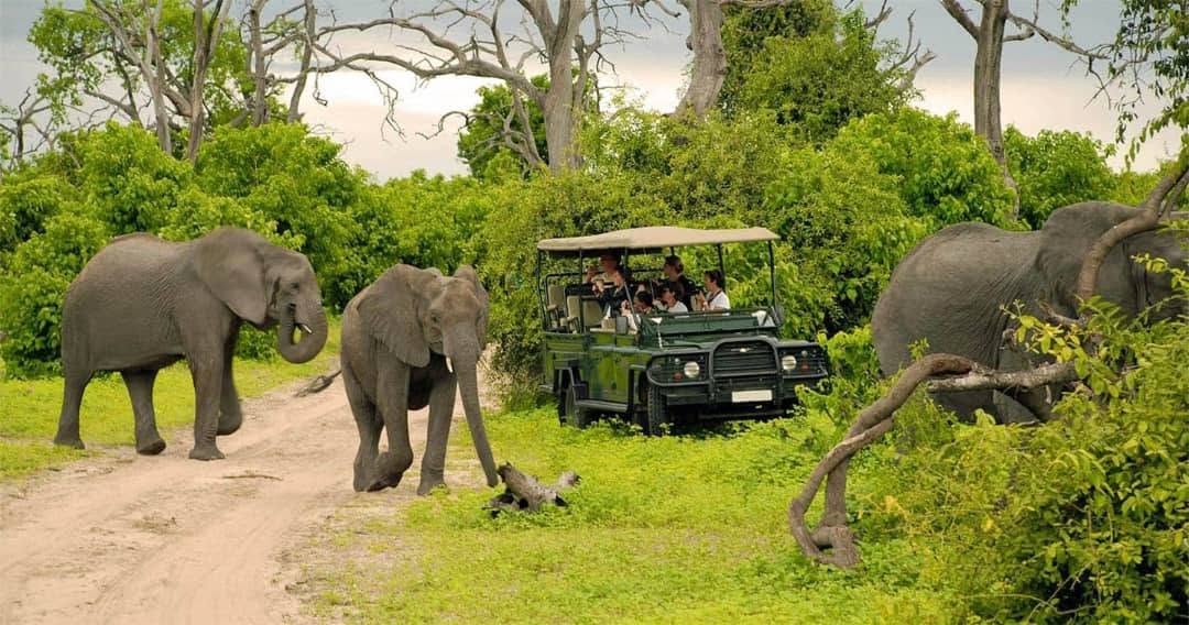 Safari vehicle passing elephants on a game drive in Chobe